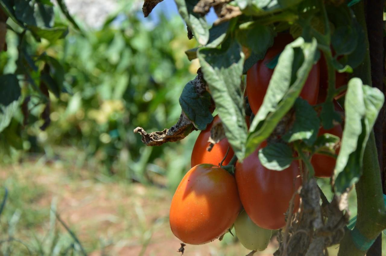 Turismo Rural Biniati Des Pi Sant Lluis Luaran gambar